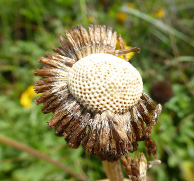 Image of Coastal Sneezeweed