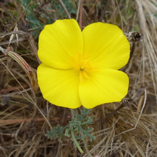 Image of California poppy