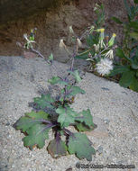 Image of Mojave ragwort