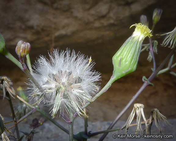 Image of Mojave ragwort