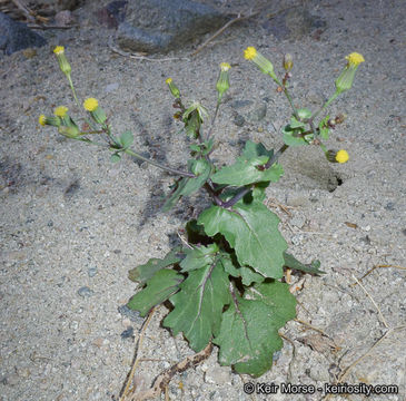 Image of Mojave ragwort