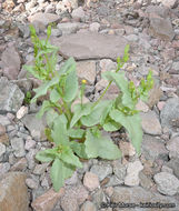 Image of Mojave ragwort