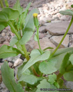 Image of Mojave ragwort