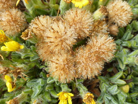 Image of sessileflower false goldenaster