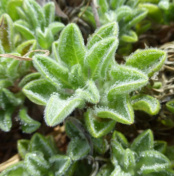 Image of sessileflower false goldenaster