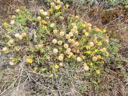 Image de Heterotheca sessiliflora subsp. bolanderi (A. Gray) J. C. Semple