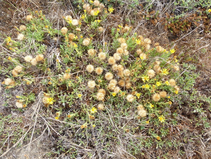 Image de Heterotheca sessiliflora subsp. bolanderi (A. Gray) J. C. Semple