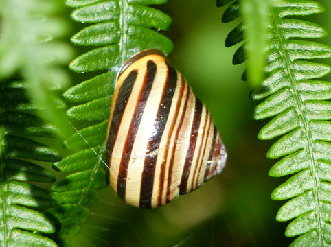 Image of Brown Lipped Snail