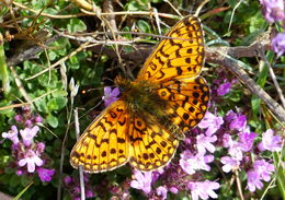 Image of Silver-bordered Fritillary