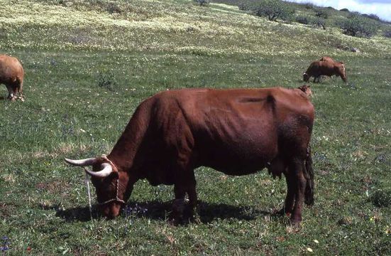 Image of Cow