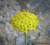 Image of yellowdome