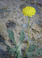 Image of yellowdome