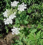 Image of common cowparsnip