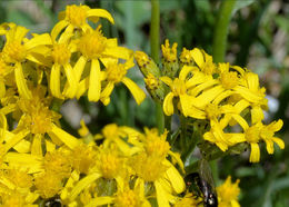 Imagem de Senecio atratus Greene