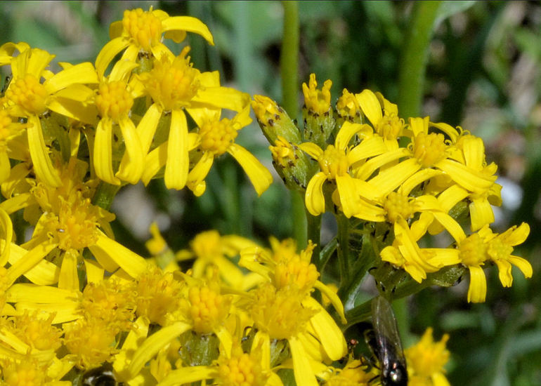 Image of tall blacktip ragwort