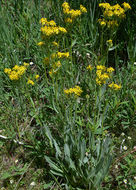 Plancia ëd Senecio atratus Greene