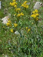 Image of tall blacktip ragwort