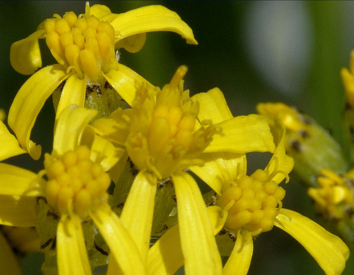 Image of tall blacktip ragwort