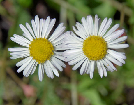 Image of trailing fleabane