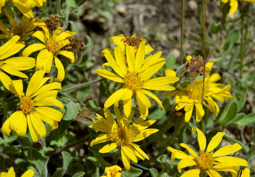 Image of hairy false goldenaster