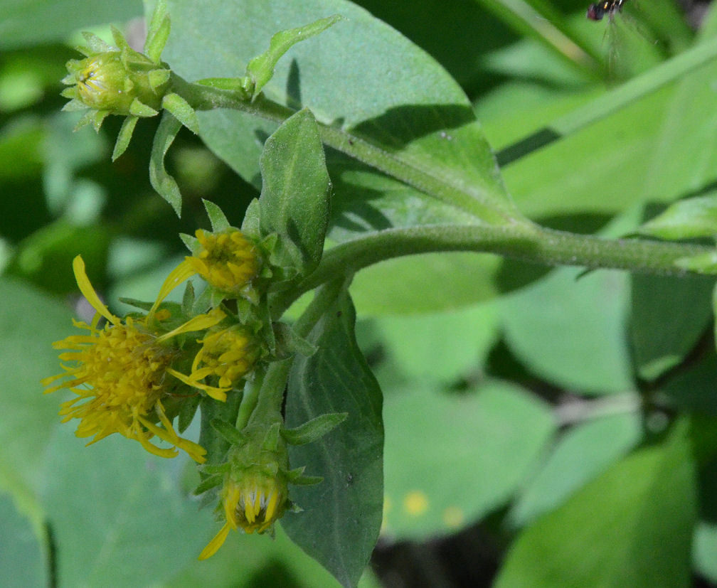 Imagem de Oreochrysum parryi (A. Gray) Rydb.