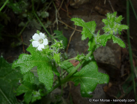 Pholistoma racemosum (Nutt. ex A. Gray) Constance resmi