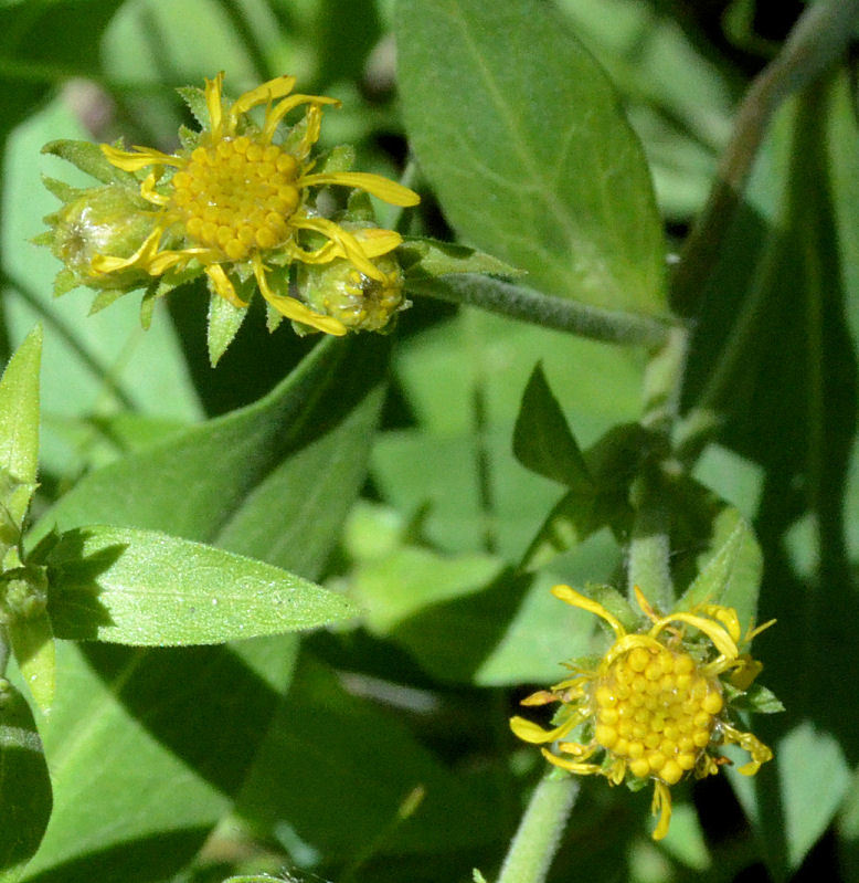 Image of Parry's goldenrod