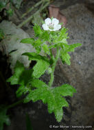 Image of racemed fiestaflower