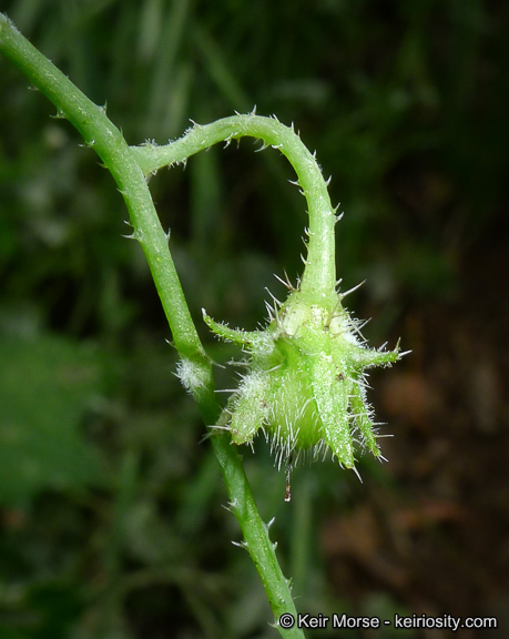 Image of racemed fiestaflower