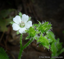 Image of racemed fiestaflower