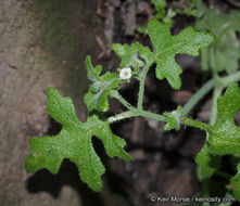صورة Pholistoma racemosum (Nutt. ex A. Gray) Constance