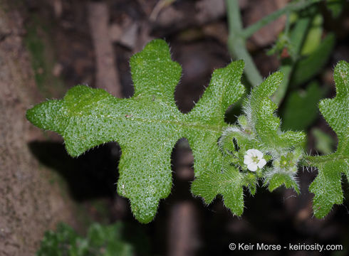 Image of racemed fiestaflower