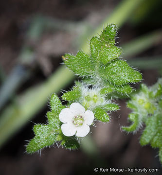 Image of racemed fiestaflower