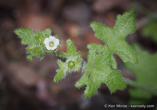 Image of racemed fiestaflower