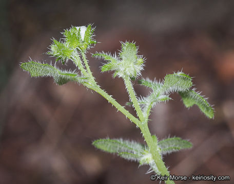 Plancia ëd Pholistoma racemosum (Nutt. ex A. Gray) Constance