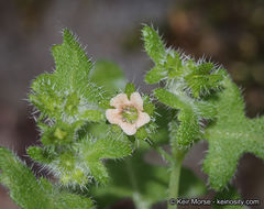 Pholistoma racemosum (Nutt. ex A. Gray) Constance resmi