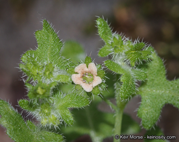 Image of racemed fiestaflower