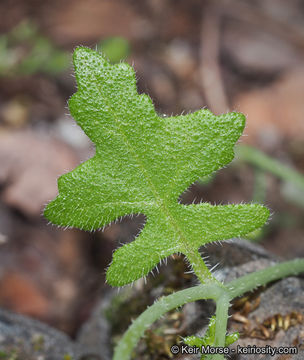 Image of racemed fiestaflower