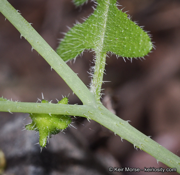 Image of racemed fiestaflower