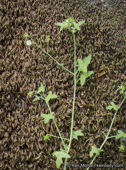 Image of racemed fiestaflower