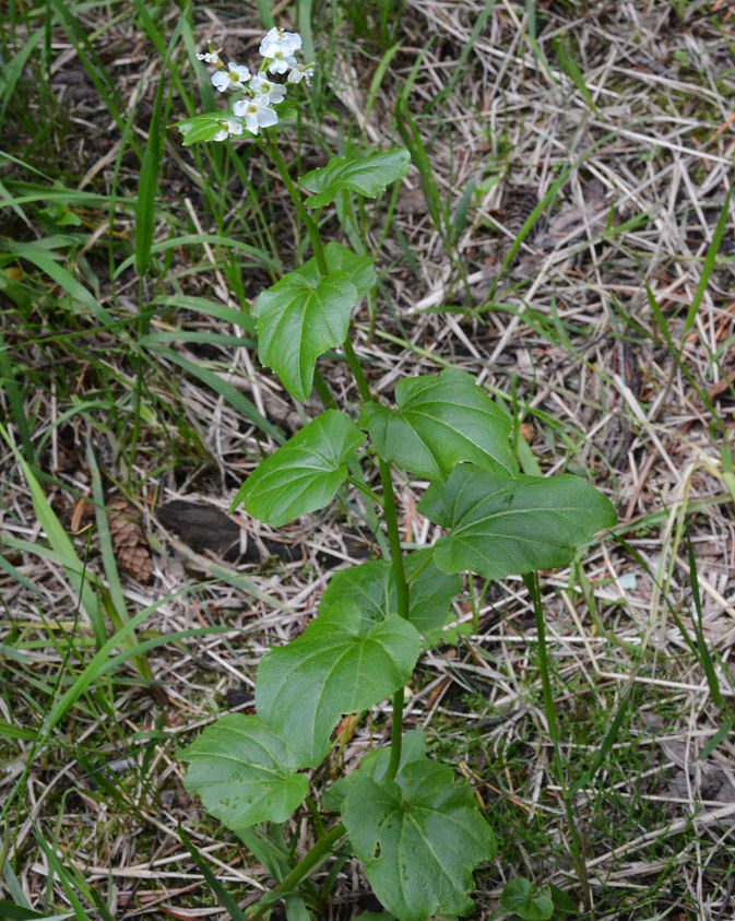 Cardamine cordifolia A. Gray resmi