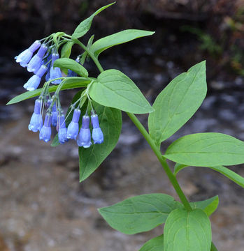 Image of tall fringed bluebells