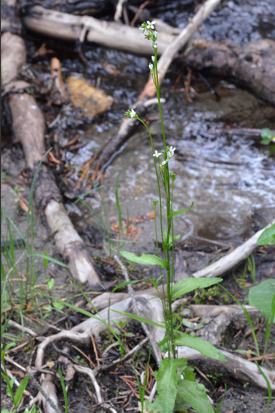 Image of hairy rockcress