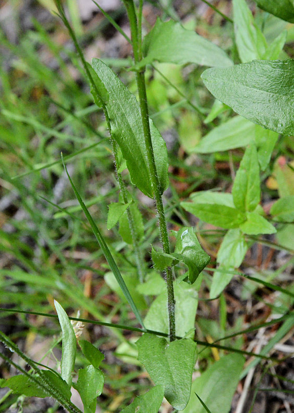 Image of hairy rockcress