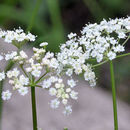 Слика од Oxypolis fendleri (A. Gray) Heller