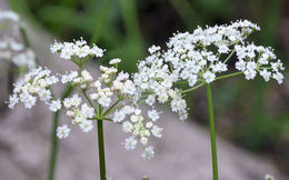 Imagem de Oxypolis fendleri (A. Gray) Heller