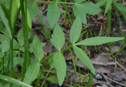 Imagem de Oxypolis fendleri (A. Gray) Heller