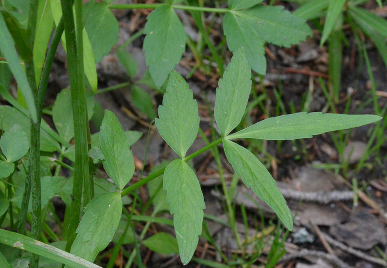 Oxypolis fendleri (A. Gray) Heller的圖片