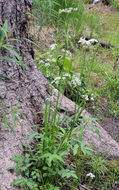 Imagem de Oxypolis fendleri (A. Gray) Heller