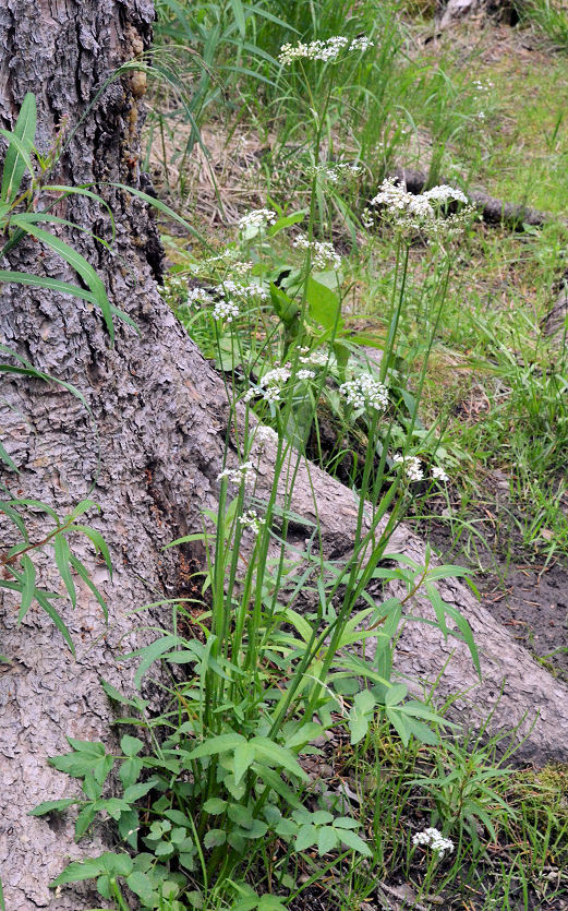 Oxypolis fendleri (A. Gray) Heller的圖片